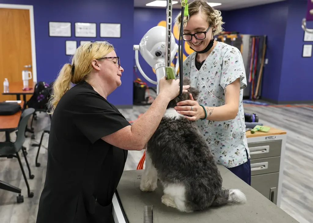 Instructor guiding a student as they groom a dog on a grooming table in a canine grooming training classroom.