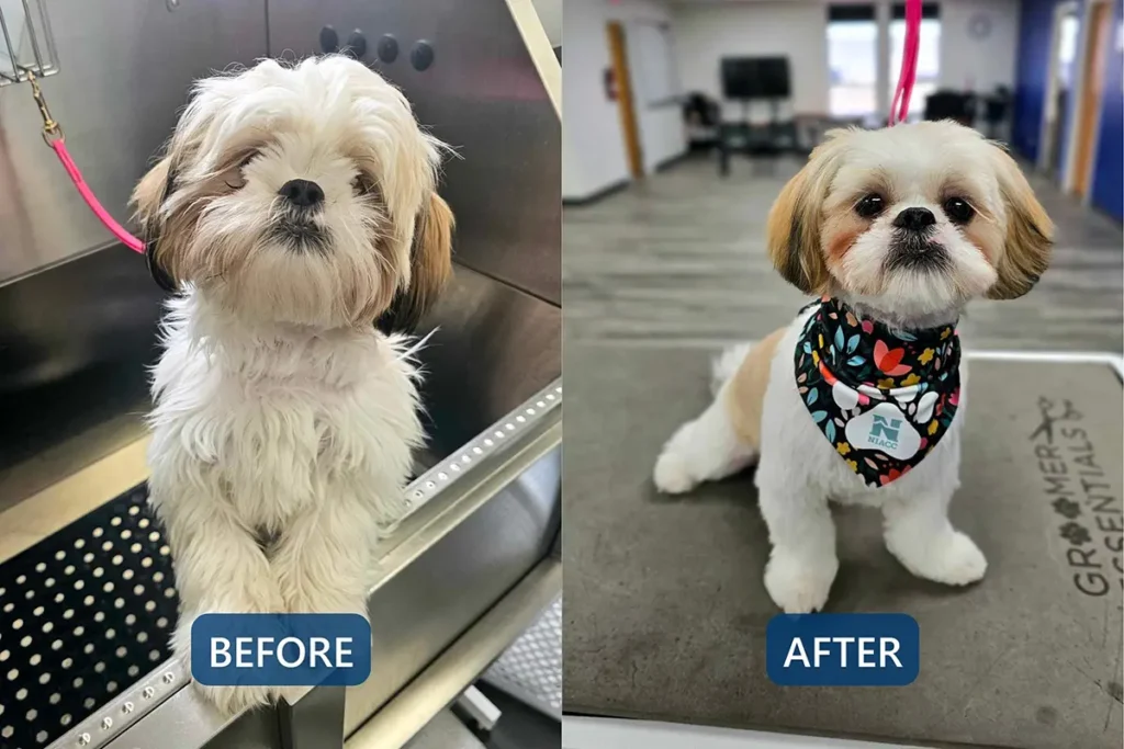 Before-and-after grooming comparison of a small white dog, showing a long, messy coat before grooming and a neatly trimmed face and body with a patterned bandana after grooming.