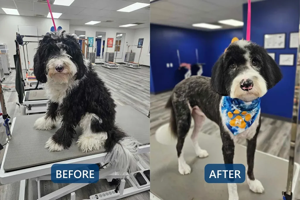Before-and-after grooming comparison of a black-and-white dog, showing a long, untrimmed coat before grooming and a clean, short haircut with a NIACC bandana after grooming.