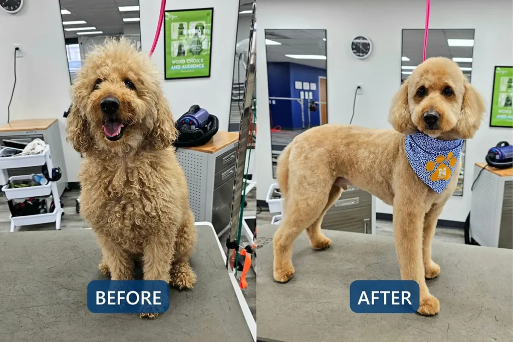Before-and-after grooming comparison of a curly-coated dog, showing a shaggy coat before grooming and a neatly trimmed coat with a NIACC bandana after grooming.