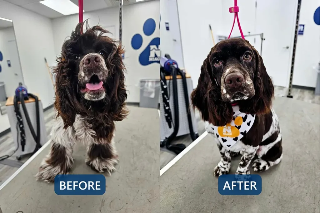 Before-and-after grooming comparison of a brown-and-white spaniel, showing a shaggy coat before grooming and a smooth, trimmed haircut with a NIACC bandana after grooming.
