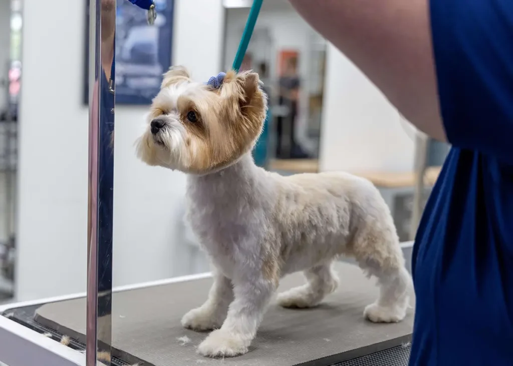 Small dog standing on a grooming table while being prepared for grooming in a professional pet salon.
